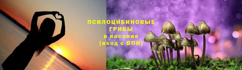 дарнет шоп  Астрахань  Псилоцибиновые грибы MAGIC MUSHROOMS 